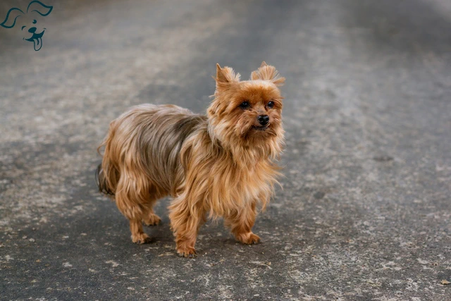 Australian Terrier Image 3