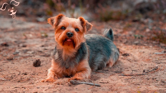 Australian Terrier Image 4