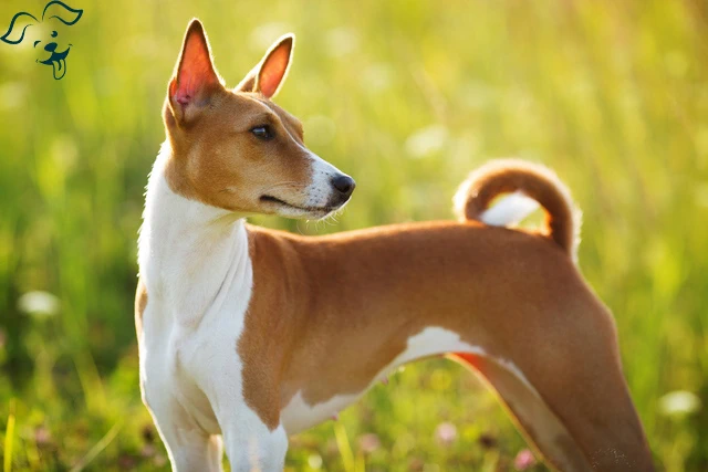 Basenji Image 1