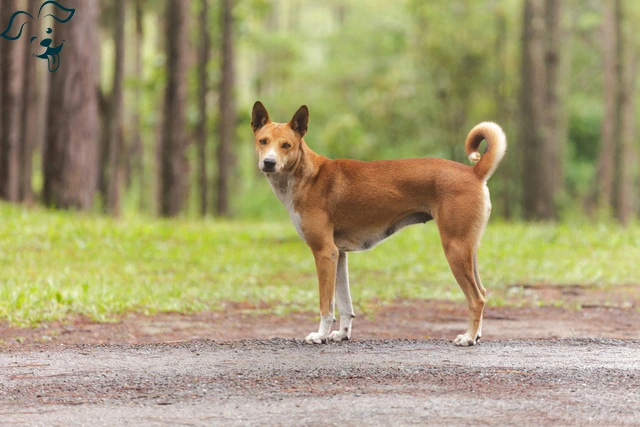 Basenji Image 2