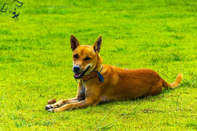 Basenji Image 3