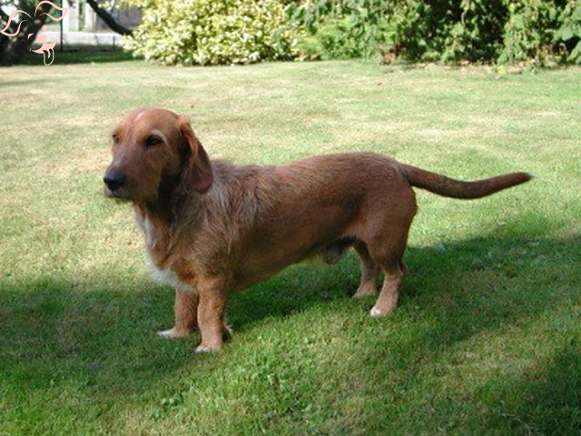 Basset Fauve de Bretagne Image 2