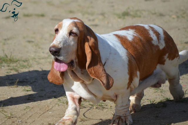 Basset Hound Image 1