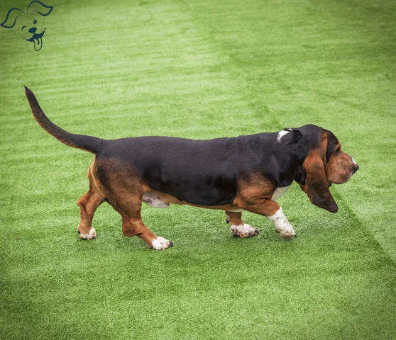 Basset Hound Image 2