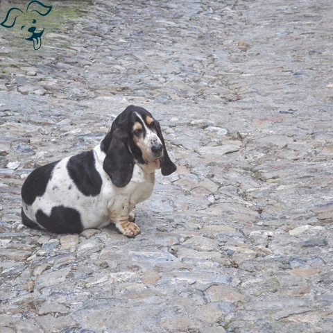 Basset Hound Image 3