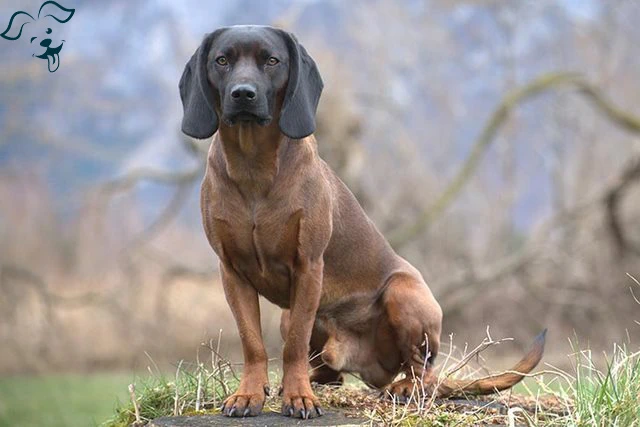 Bavarian Mountain Scent Hound Image 1