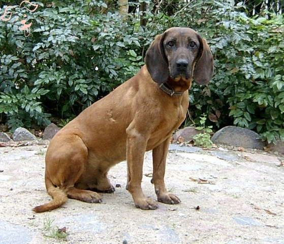 Bavarian Mountain Scent Hound Image 2