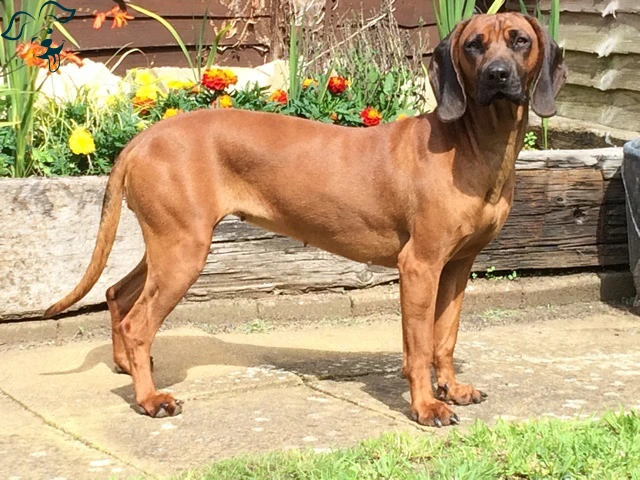 Bavarian Mountain Scent Hound Image 3