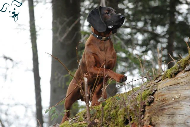 Bavarian Mountain Scent Hound Image 4