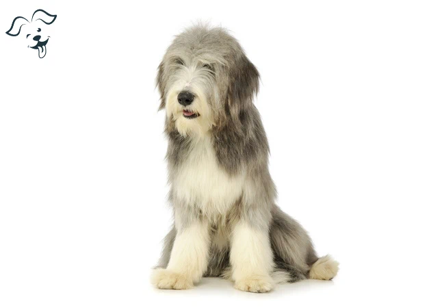 Bearded Collie Image 1