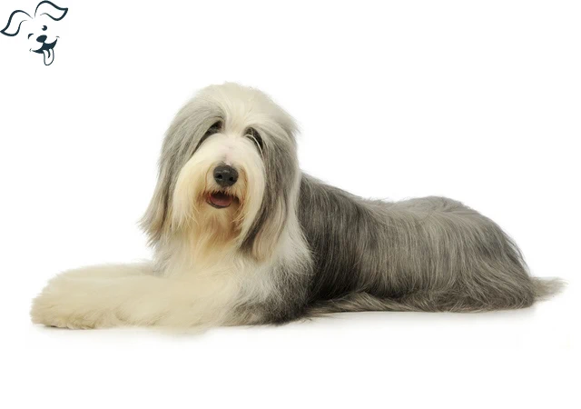 Bearded Collie Image 2