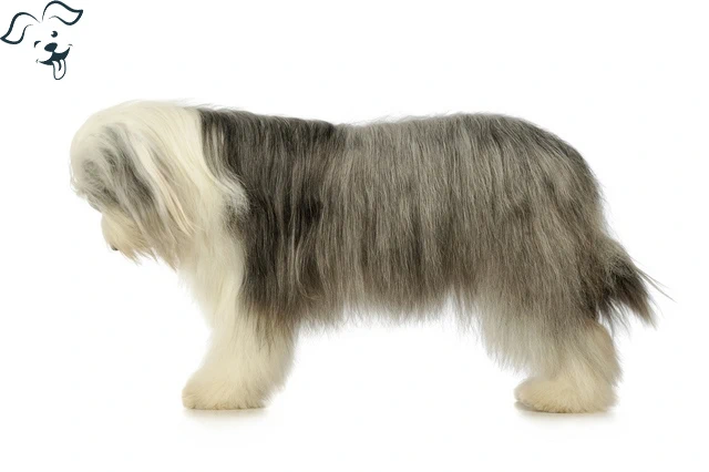 Bearded Collie Image 3