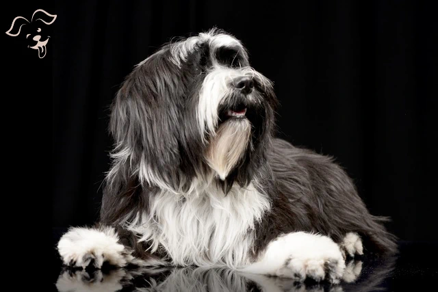 Bearded Collie Image 4