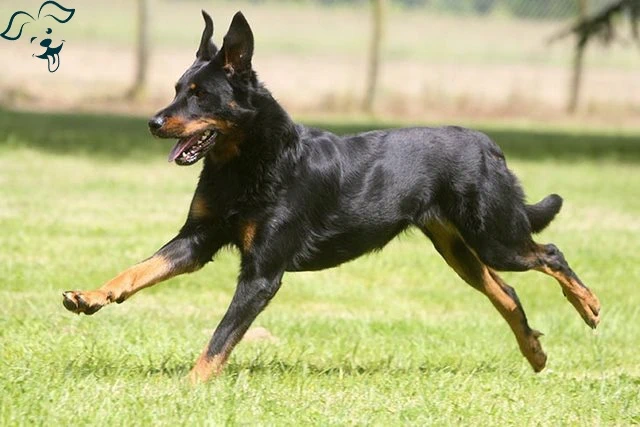 Beauceron Image 3