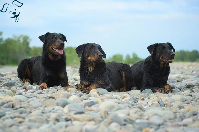 Beauceron Image 4