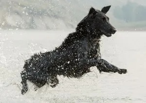 Flat Coated Retriever Image 2