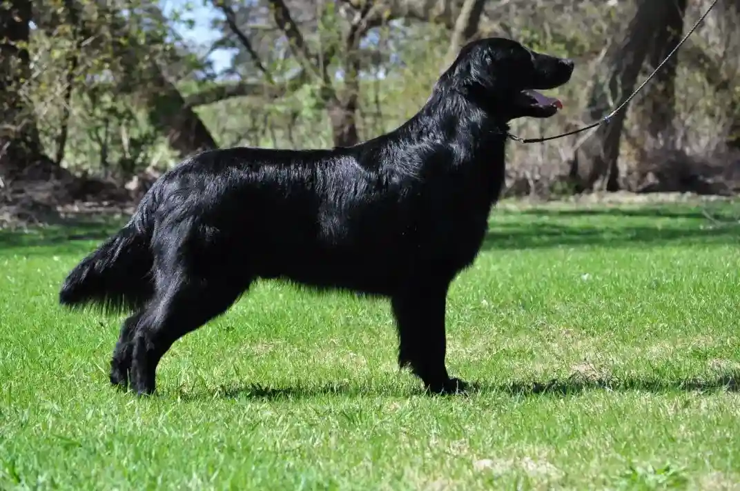 Flat Coated Retriever Image 3