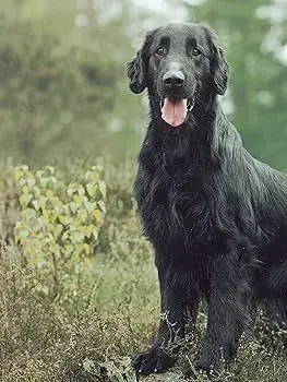 Flat Coated Retriever Image 4