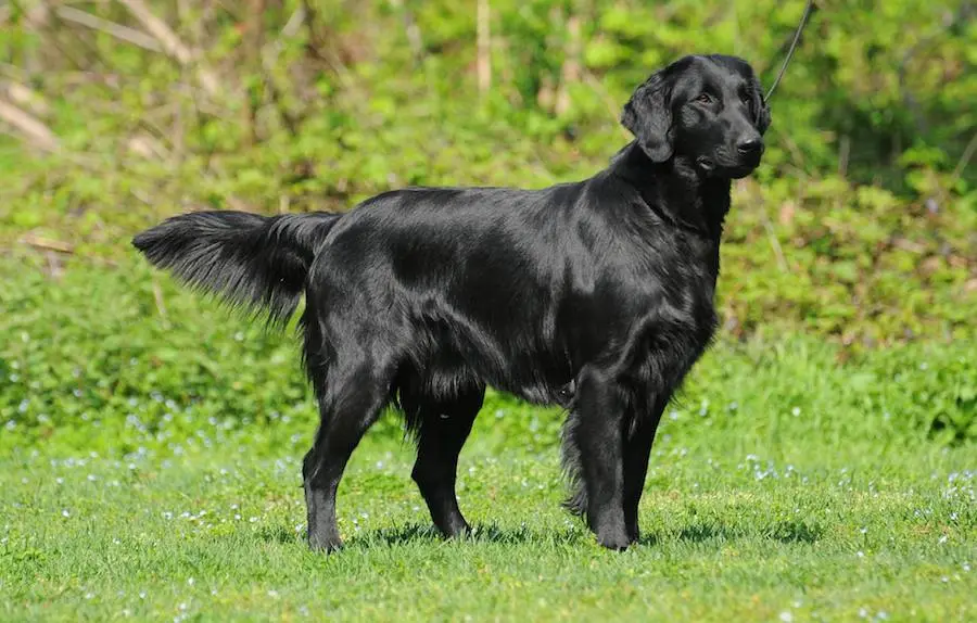 Flat Coated Retriever
