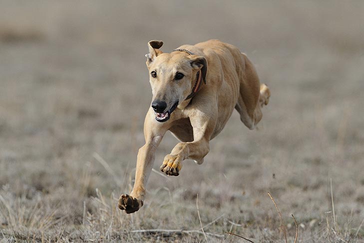 Greyhound Image 2