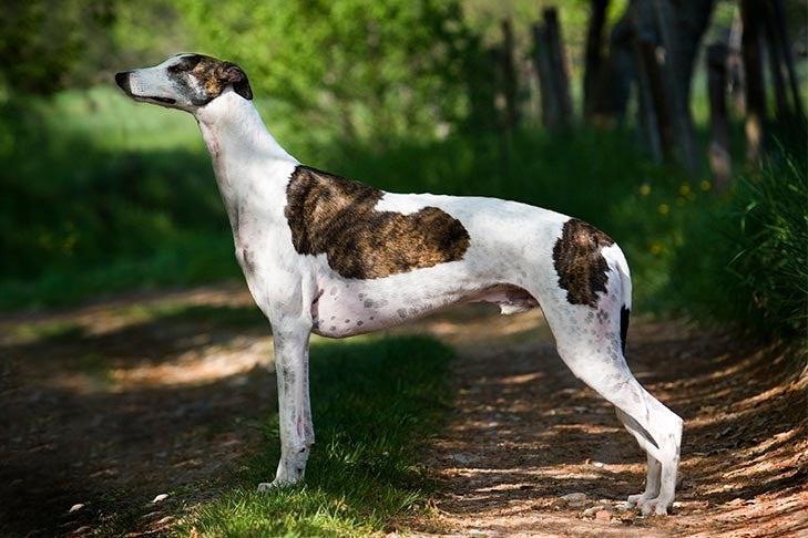 Greyhound Image 4