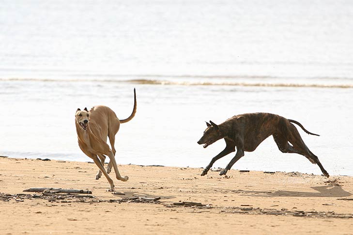 Greyhound Image 3