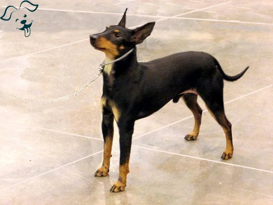 Manchester Terrier (Toy) Image 3