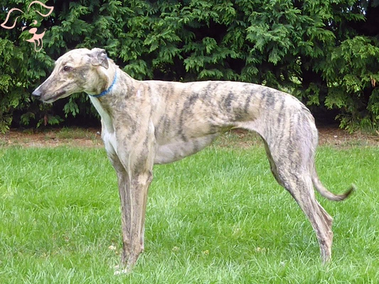 Treeing Tennessee Brindle Image 4