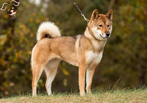 Shikoku Image 2