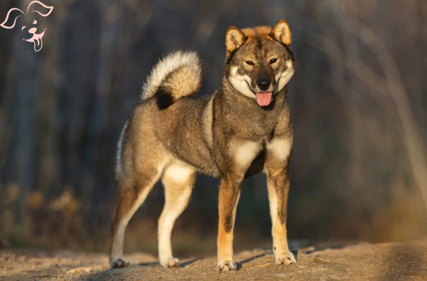 Shikoku Image 3