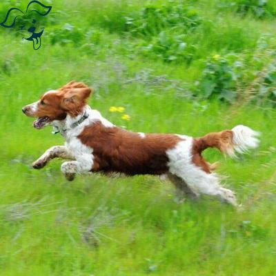 Welsh Springer Spaniel