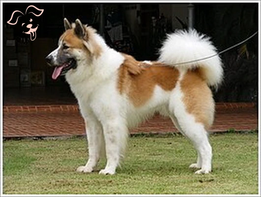 Thai Bangkaew Image 4
