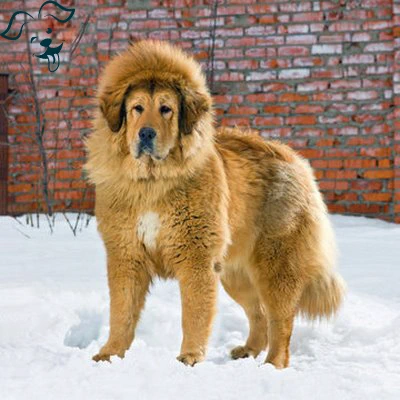 Tibetan Mastiff