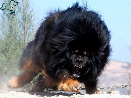 Tibetan Mastiff Image 3