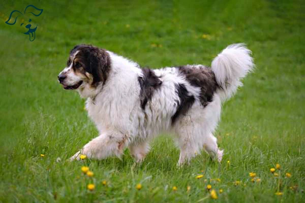 Tornjak Image 3