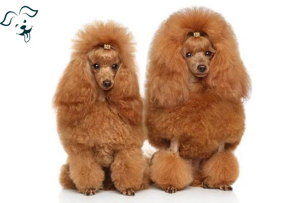 Poodle (Toy) Image 3