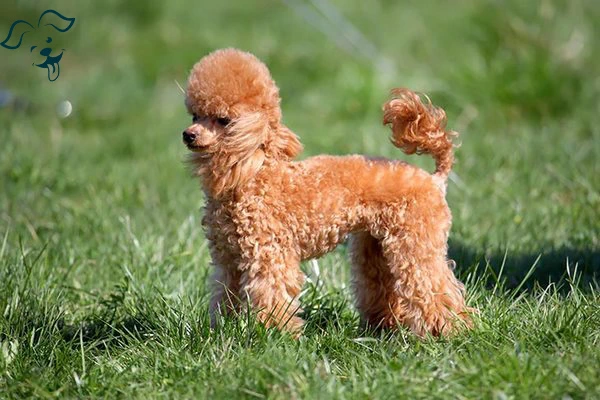 Poodle (Toy) Image 4