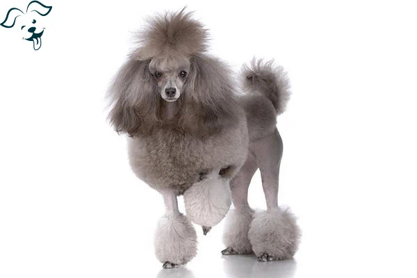 Poodle (Toy) Image 2