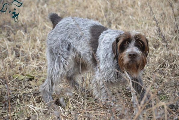 Wirehaired Pointing Griffon