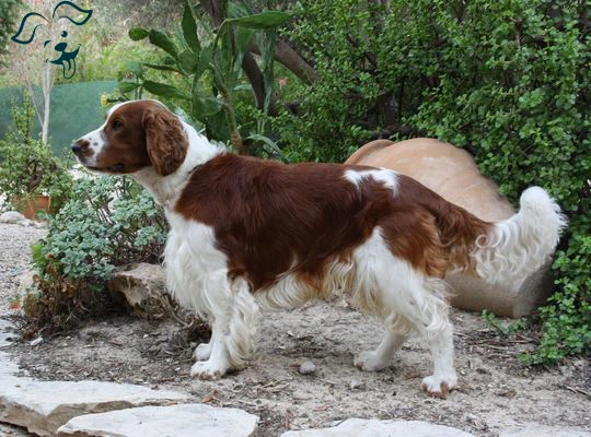 Welsh Springer Spaniel Image 2