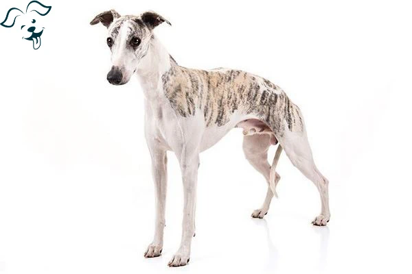 Whippet Image 3