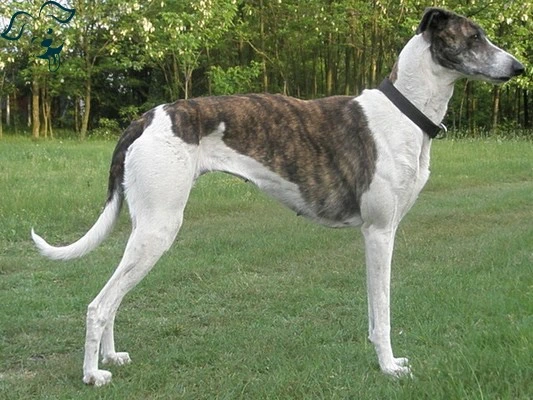 Whippet