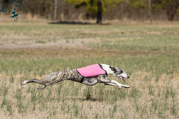 Whippet Image 4