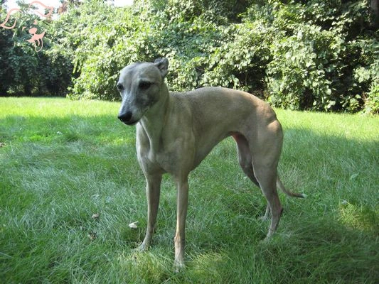 Whippet Image 2