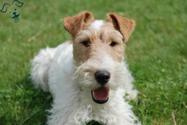 Wire Fox Terrier Image 4