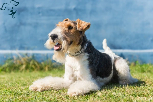Wire Fox Terrier Image 3