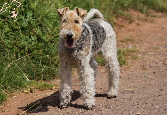 Wire Fox Terrier Image 2