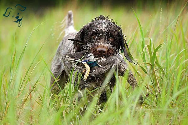 Wirehaired Pointing Griffon Image 4
