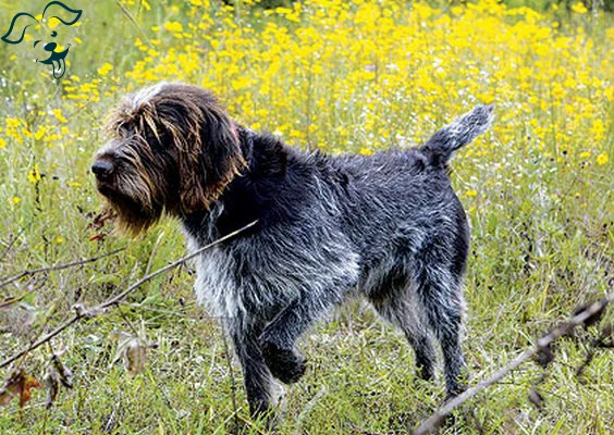 Wirehaired Pointing Griffon Image 2