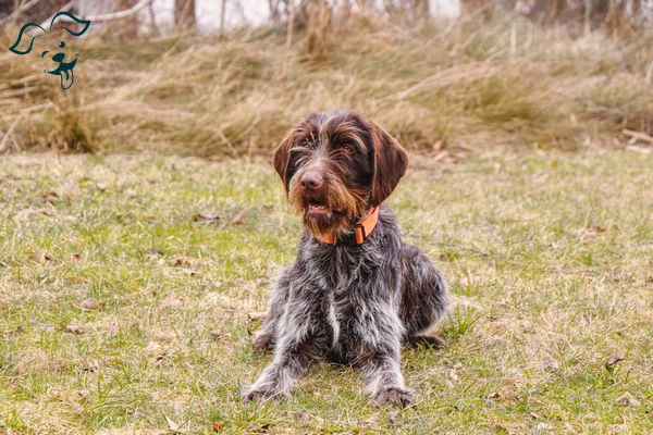 Wirehaired Pointing Griffon Image 3